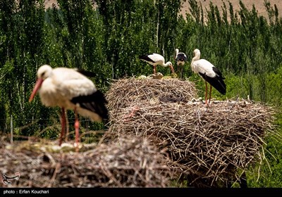 لک لک های نوروزلو