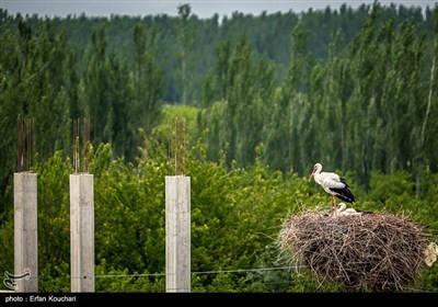 لک لک های نوروزلو