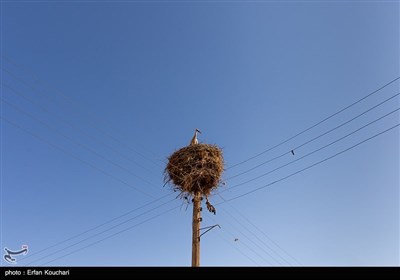 لک لک های نوروزلو