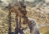 خبرهای خوش از پارک ملی توران؛ مشاهده 3 &quot;یوزپلنگ ایرانی&quot; در این منطقه + عکس