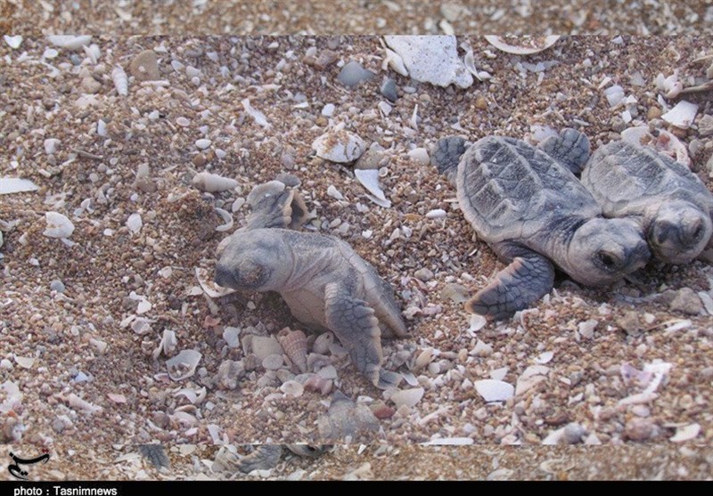 ‌تولد لاک‌پشت‌های ‌منقار عقابی در سواحل ‌بوشهر +تصویر