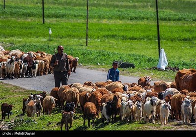 لرستان،كوچ،رانندگان،عشايري،عشاير،تصادفات،پليس،همراه،كاهش،مسي ...