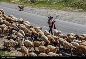 کوچ 11 هزار خانوار عشایری در لرستان