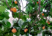 میوهای از دل خاکِ تشنه؛ زردآلوی دورود امیدی برای لرستان خشکیده!
