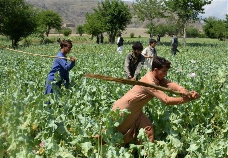 تخریب 200 جریب کشتزار خشخاش در ولایات جنوبی افغانستان