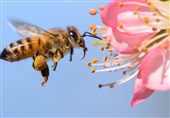 جابه‌جایی و کوچ زنبورها در فاصله سرشماری ممنوع است