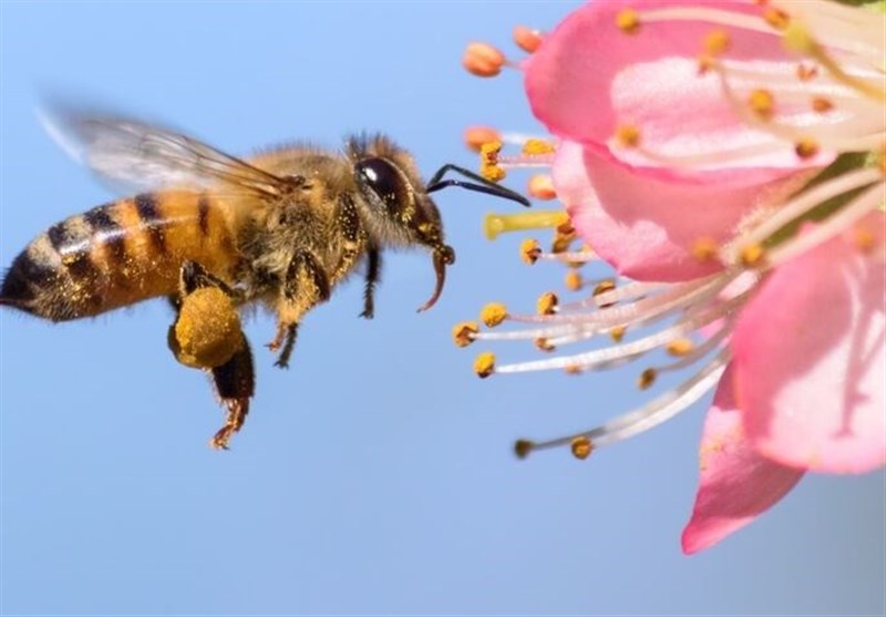 جابه‌جایی و کوچ زنبورها در فاصله سرشماری ممنوع است