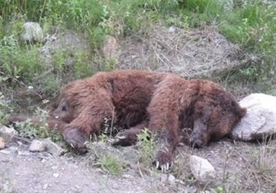  شکارچی خرس‌ در جنگل رامیان دستگیر شد! + عکس 