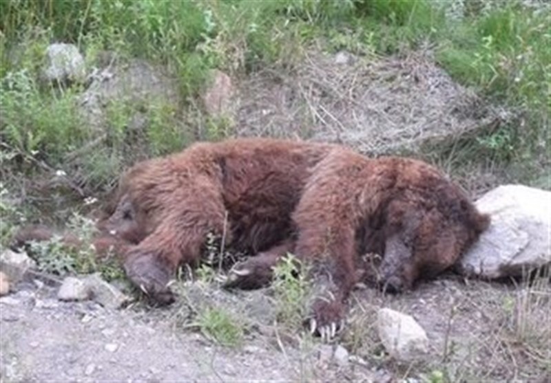 شکارچی خرس‌ در جنگل رامیان دستگیر شد! + عکس
