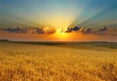 400 هزار تن گندم در استان گلستان خریداری شد