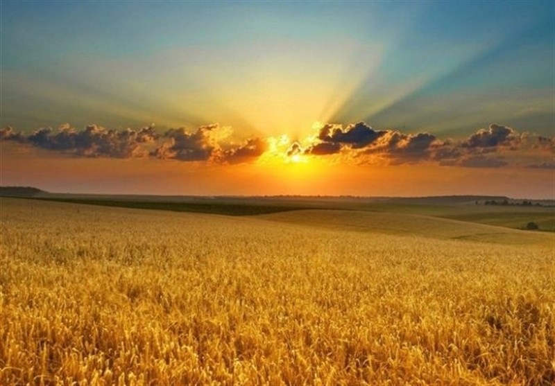 200 هزار تن در گندم در استان قزوین تولید می‌شود