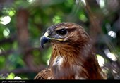 آزاد سازی پرندگان شکاری در همدان