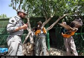 آزاد سازی پرندگان شکاری در همدان
