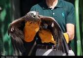 آزاد سازی پرندگان شکاری در همدان