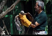 آزاد سازی پرندگان شکاری در همدان