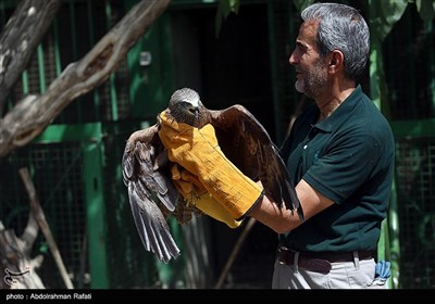 آزاد سازی پرندگان شکاری در همدان