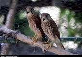 آزاد سازی پرندگان شکاری در همدان