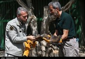 آزاد سازی پرندگان شکاری در همدان