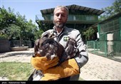 آزاد سازی پرندگان شکاری در همدان