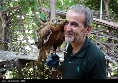 آزاد سازی پرندگان شکاری در همدان