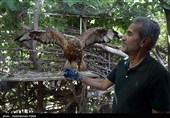 آزاد سازی پرندگان شکاری در همدان