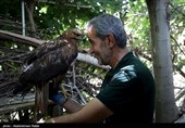 آزاد سازی پرندگان شکاری در همدان