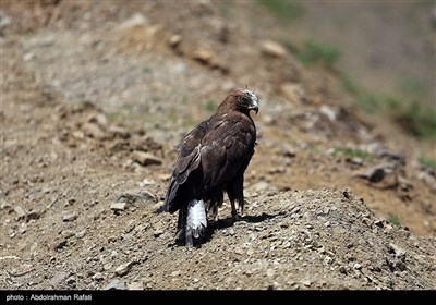آزاد سازی پرندگان شکاری در همدان