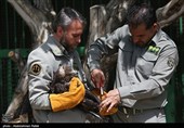 آزاد سازی پرندگان شکاری در همدان