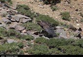 آزاد سازی پرندگان شکاری در همدان