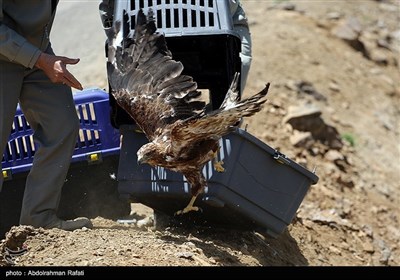 آزاد سازی پرندگان شکاری در همدان