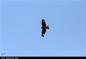 آزاد سازی پرندگان شکاری در همدان