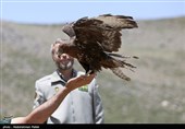 آزاد سازی پرندگان شکاری در همدان