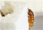 Polystyrene-Eating Beetle Larvae Could Help Recycle Plastics