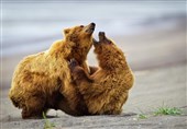 کشته شدن خرس نر در درگیری خرس‌ها + فیلم