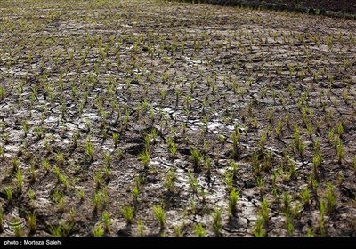 متاسفانه نبود آب در این اراضی نشاء ها را نابود کرده و خسارت زیادی به کشاورزان این منطقه وارد کرده است