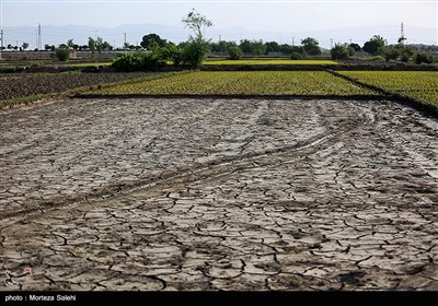 برنج کاری یکی از شغل های اصلی و منبع در آمد کشاورزان در شهرستان مبارکه اصفهان میباشد که چند سالی است به دلیل خشکسالی و نبود آب در رودخانه زاینده رود دستخوش تغییراتی شده است