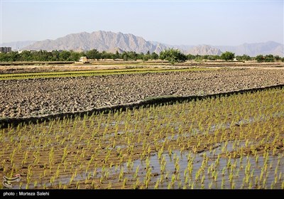 خسارت برنجکاران در مبارکه اصفهان