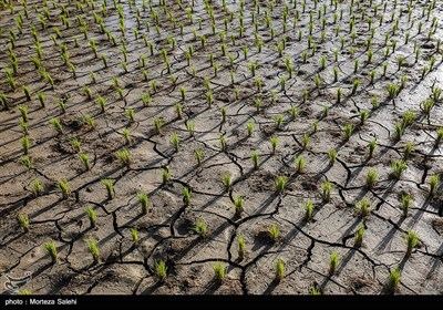 برنج کاری یکی از شغل های اصلی و منبع در آمد کشاورزان در شهرستان مبارکه اصفهان میباشد که چند سالی است به دلیل خشکسالی و نبود آب در رودخانه زاینده رود دستخوش تغییراتی شده است