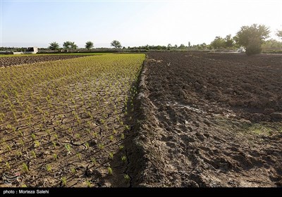 متاسفانه نبود آب در این اراضی نشاء ها را نابود کرده و خسارت زیادی به کشاورزان این منطقه وارد کرده است