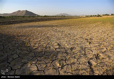 خسارت برنجکاران در مبارکه اصفهان