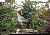 پای دلال‌ها به گلخانه‌ها باز شد/ روایتی از قاچاق گل تزئینی به ایران/ صادرات 40 شاخه گل معادل یک بشکه نفت + فیلم