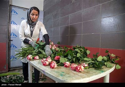 بمناسبت روز گل و گیاه - کرمانشاه