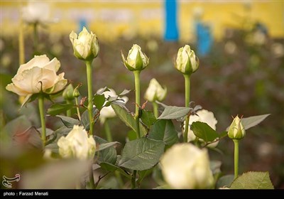 بمناسبت روز گل و گیاه - کرمانشاه