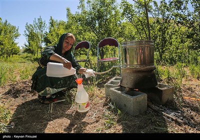 جشنواره گلاب‌گیری در روستای امروله