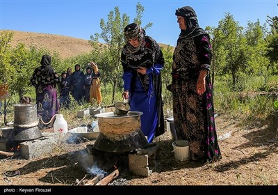 جشنواره گلاب‌گیری در روستای امروله