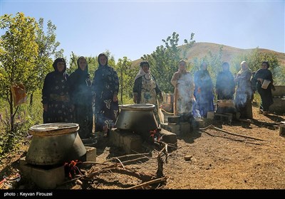 جشنواره گلاب‌گیری در روستای امروله