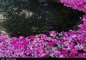 گلابگیری در روستای بکر صفر مرزی کشور+فیلم