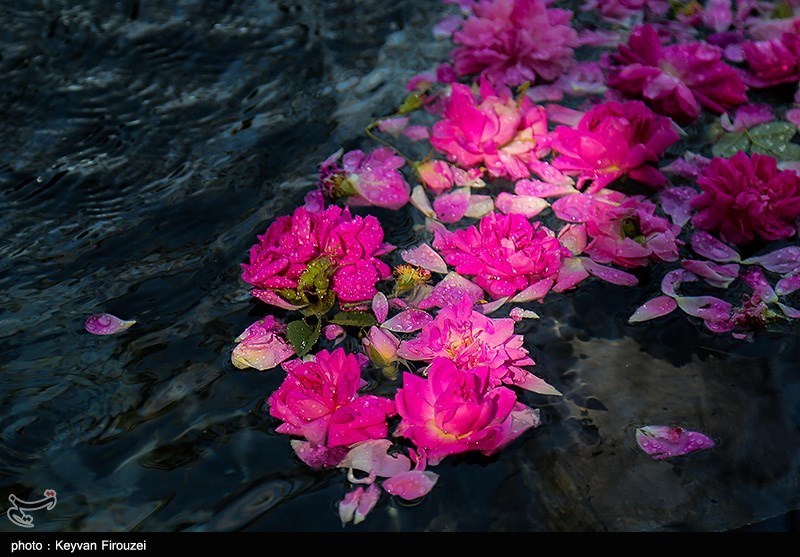 Rosewater Festival Held in Western Iran