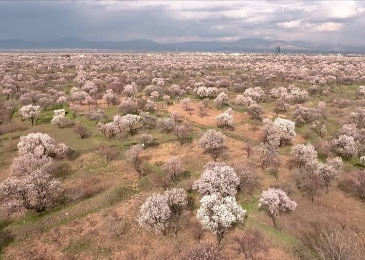 نابودی &quot;باغستان 4 هزار هکتاری&quot; خطر ریزگردها در تهران را تشدید می‌کند / ثبت اولین تصویر هوایی از یک ادعای محیط‌زیستی