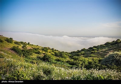 گلهای بابونه در فندقلو شهرستان نمین